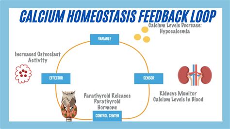 Calcium Homeostasis Feedback Loop