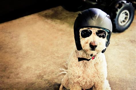 Goldendoodle Dog With Helmet And by Brooke Anderson Photography