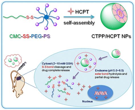 Self Assembled Ph And Redox Dual Responsive Carboxymethylcellulose