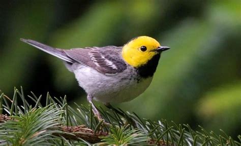 Hermit Warbler Profile Facts Call Song Traits Range Bird