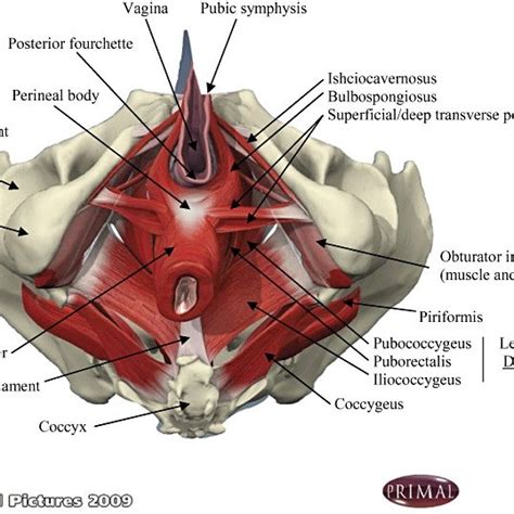 The Pelvic Floor Muscles Consist Of The Superficial And Deep Pelvic Download Scientific Diagram