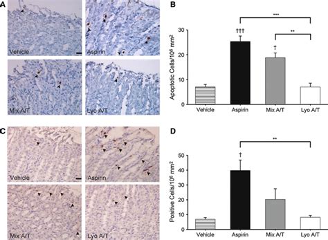 Apoptosis Inducing Potency Of Different Aspirin Preparations On The