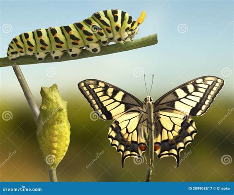 Transformation Of Common Tiger Butterfly Emerging From Cocoon Stock