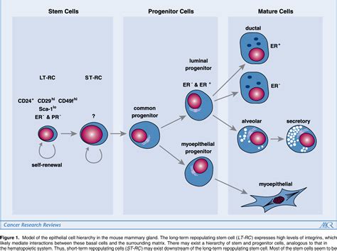 Pdf Mammary Stem Cells And Mammopoiesis Semantic Scholar