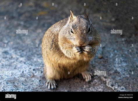 Buff Squirrel