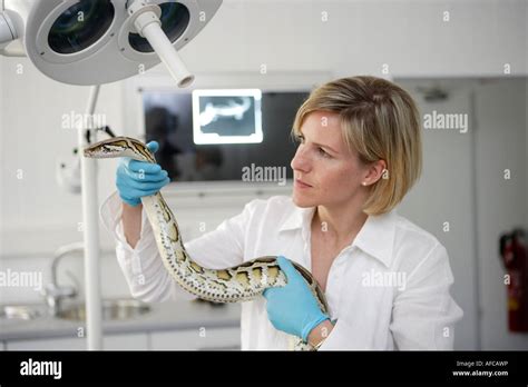 Tiger zoo keeper -Fotos und -Bildmaterial in hoher Auflösung – Alamy