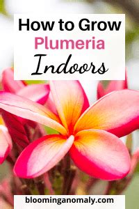 How to Easily Grow Plumeria Indoors - Blooming Anomaly