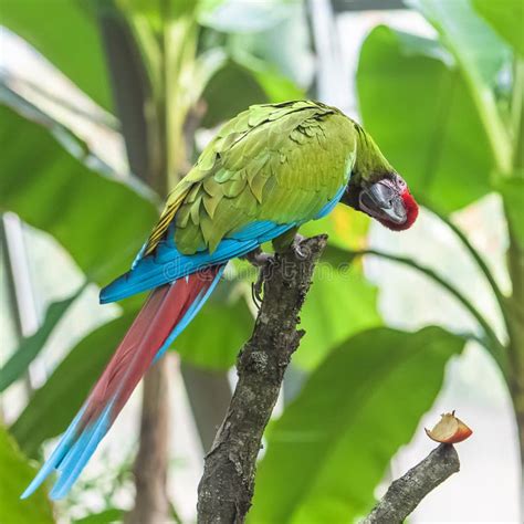 Military Macaw stock image. Image of head, bush, branch - 130896589