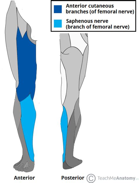 The Femoral Nerve Course Motor Sensory Teachmeanatomy Dermatomes ...