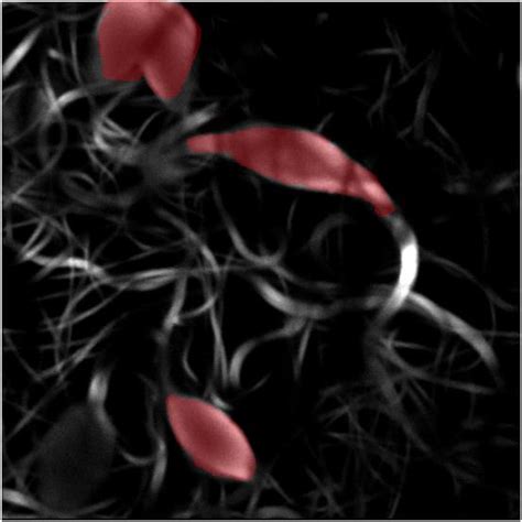 Figure S Fluorescence Decay Of Tmpyp Bound To The High Size