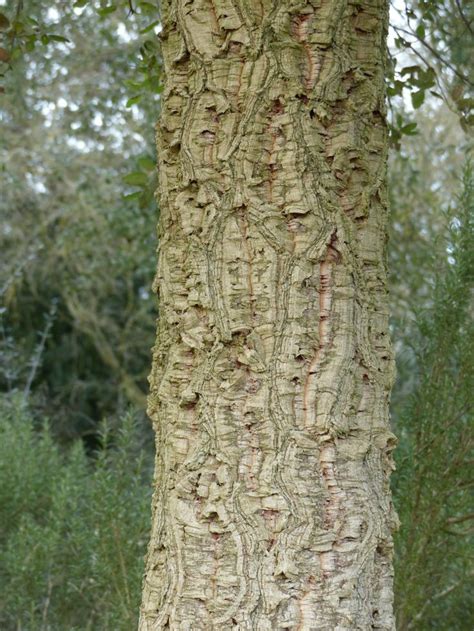 Cork Oak Bark 2 | Wood bark, Tree, Oak