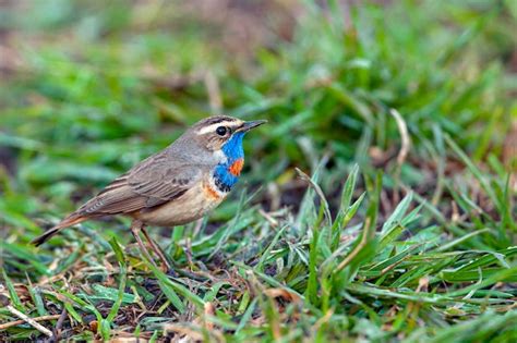 El pechiazul es un pequeño pájaro paseriforme Foto Premium