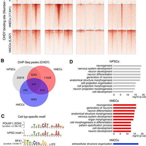 Cell Type Specific Functions Of CHD7 A Heatmap Analyses Of ChIP Seq