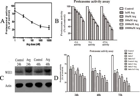 Cellular Proteasomal Activity Was Inhibited By Arenobufagin Which Download Scientific Diagram