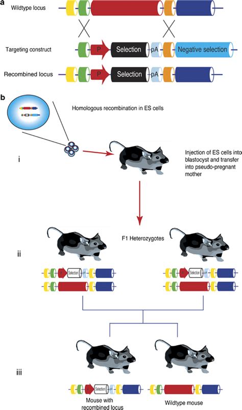 Homologous Recombination A In This Example The Wild Type Locus