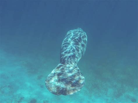 Swim With Manatees In Belize: BEST Tips [2024]