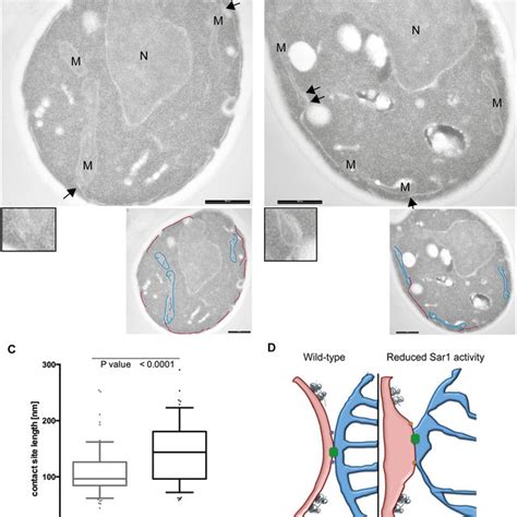 Loss of Sar1 function increases ER-mitochondria contact sites ... 
