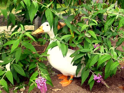 Duck Proof Your Landscaping Hgtv