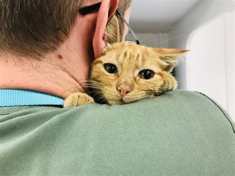 veterinary visits for cats 7