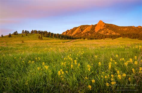 Landscape Photo of Boulder Flatirons Sunrise - Field of Yellow Wildflowers