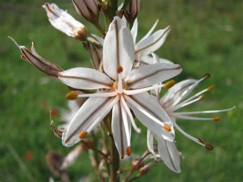 Asphodel Flower Tattoo