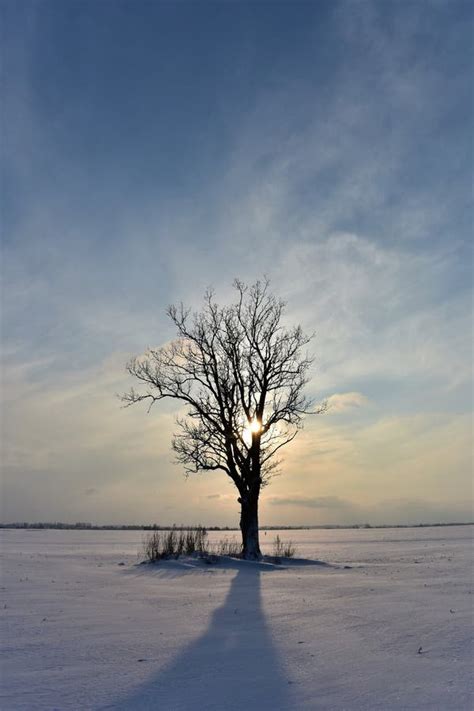 Landscape With A Lonely Naked Tree In A Winter Field Stock Image Image Of Awesome Bench