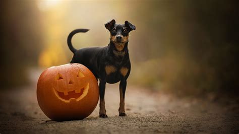 Wallpaper Dog and pumpkin, Halloween 1920x1200 Picture, Image