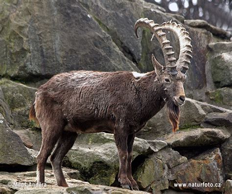 Siberian Ibex Photos Siberian Ibex Images Nature Wildlife Pictures