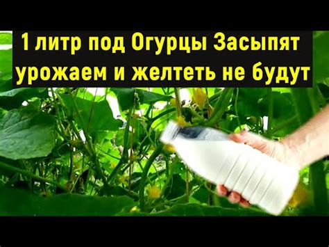 1 литр под Огурцы в ИЮНЕ. Засыпят урожаем и желтеть не будут что внести ...