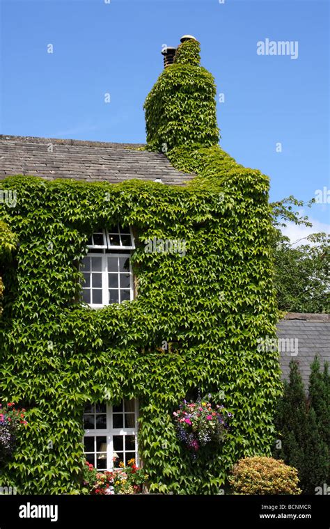 Ivy Growing On A House Hi Res Stock Photography And Images Alamy