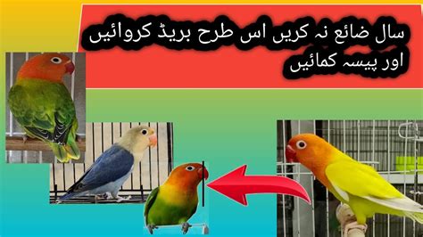 Lovebirds K 1 Male Ko 3 Female K Sath Breed Krwao Kam Budget Ma Zeyada