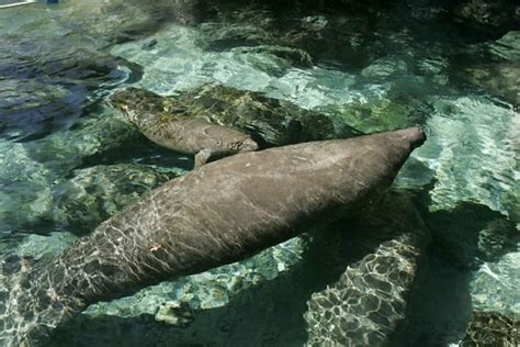 Free picture: manatee, bearing, scars, back, boat, propeller