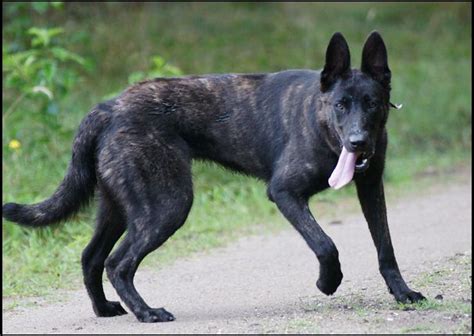 Best 25+ Dutch shepherd dog ideas on Pinterest | Dutch shepherd puppy ...