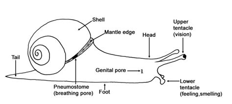 Snail anatomy | Facts About Snails