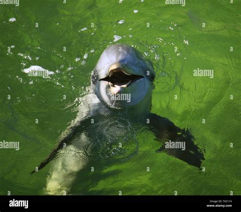 Porpoise teeth hi-res stock photography and images - Alamy