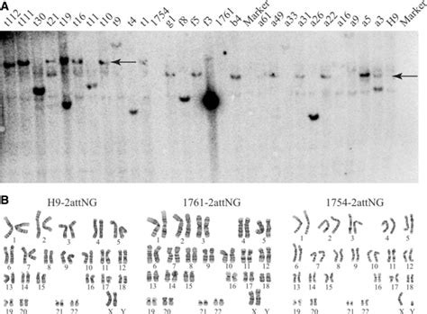 Southern Blotting And G Banding Analysis Of Recipient Cell Lines A Download Scientific