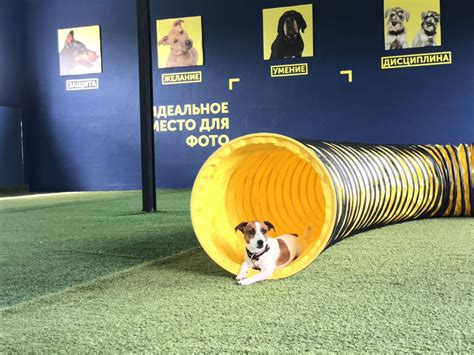 Аджилити клуб площадка снаряды для собак Киев Ирпень Буча Ворзель ...