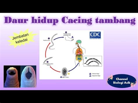 Daur Hidup Ascaris Lumbricoides Cacing Perut