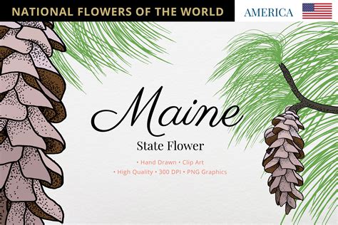 what is maine's state flower