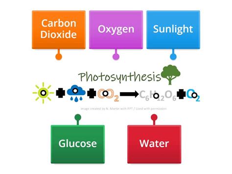 Label the Photosynthesis Equation - Labelled diagram