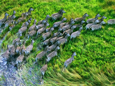 Wallpaper Zebra Herd Grass Running Hd Widescreen High Definition