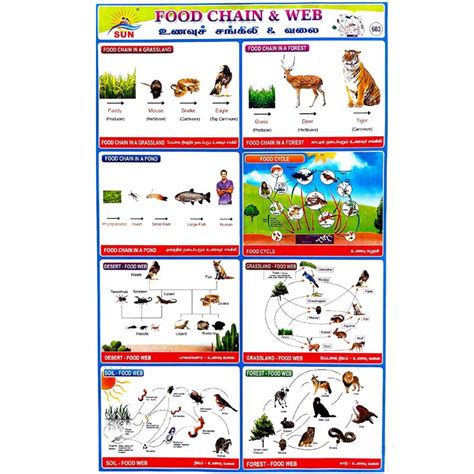 Food Chain & Web School Project Chart Stickers - Clickere