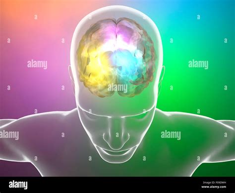 Anatomia Del Cervello Umano Immagini E Fotografie Stock Ad Alta