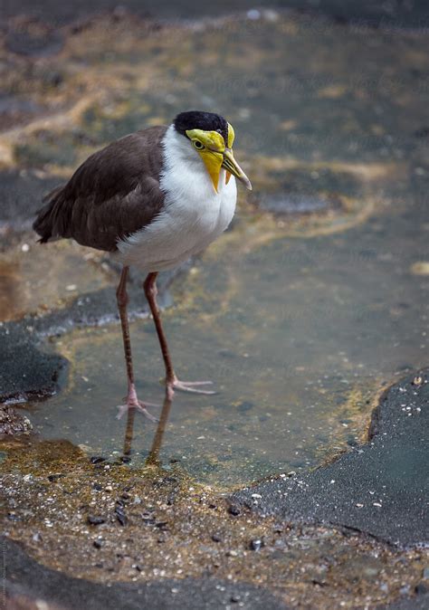 Masked Lapwing Del Colaborador De Stocksy Alan Shapiro Stocksy