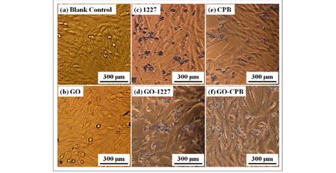 The Evolution Of Morphologies Of Nih 3t3 Cells After The Interaction