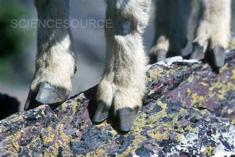 Mountain Goat Hooves Stock Image Science Source Images