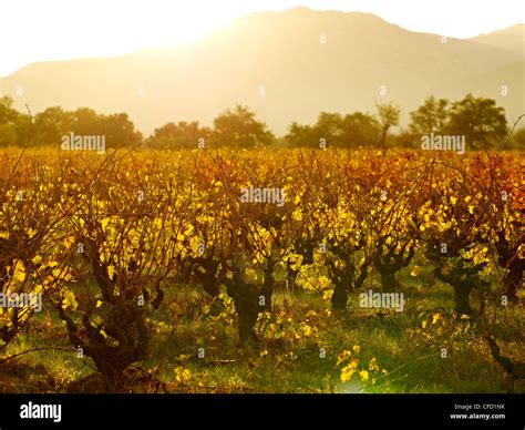 Vineyards Languedoc Roussillon France Europe Stock Photo Alamy