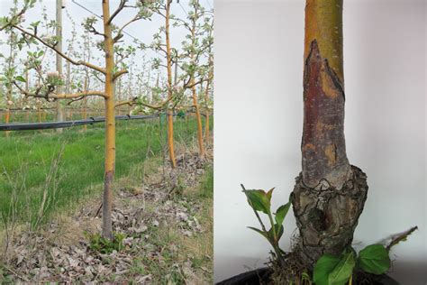 Phytophthora Crown Collar And Root Rot Of Apple And Cherry Wsu Tree Fruit Washington State