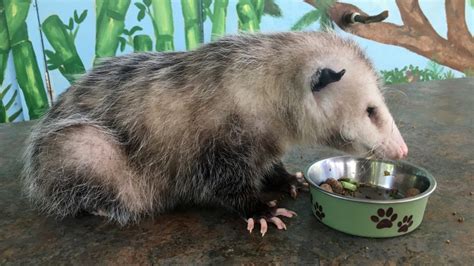 How To Get Rid of Opossums? | A Complete Guide - Pest Samurai