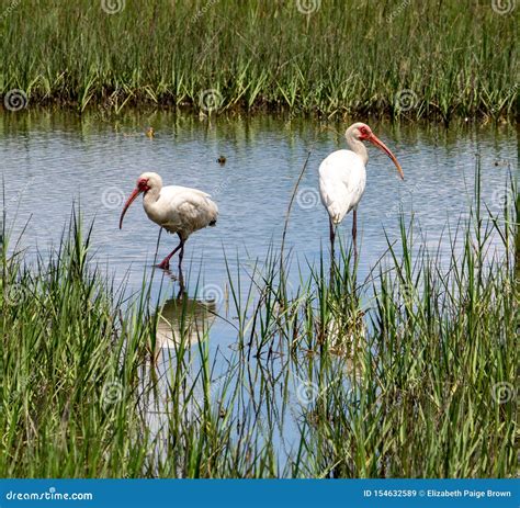 White Ibis In The Salt Marsh Stock Image Image Of Coastal Carolina